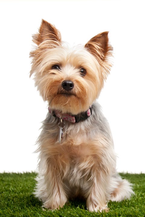 15 Dogs That Don't Shed - Hypoallergenic Dog Breeds