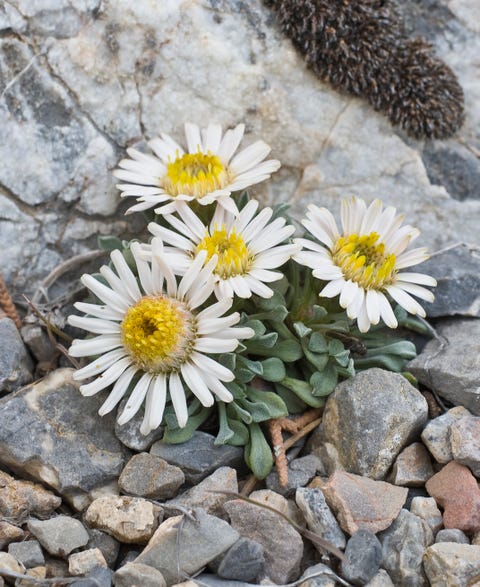 25 colorful types of daisies daisy