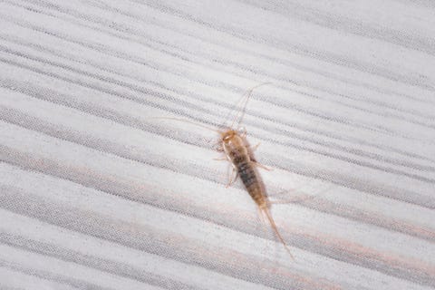 firebrat thermobia domestica, a species of silverfish insect lepisma saccharina in normal habitat