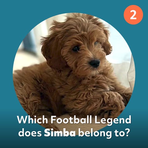 simba dog quzi