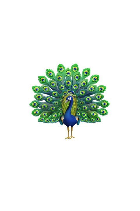Peafowl, Bird, Feather, Fashion accessory, Tree, Beak, Galliformes, Plant, Phasianidae, 