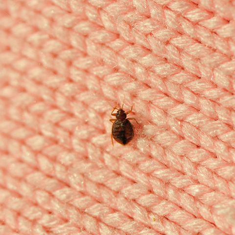 The Most Effective Bed Bug Treatments, Does Bed Bug Mattress Covers Really Work