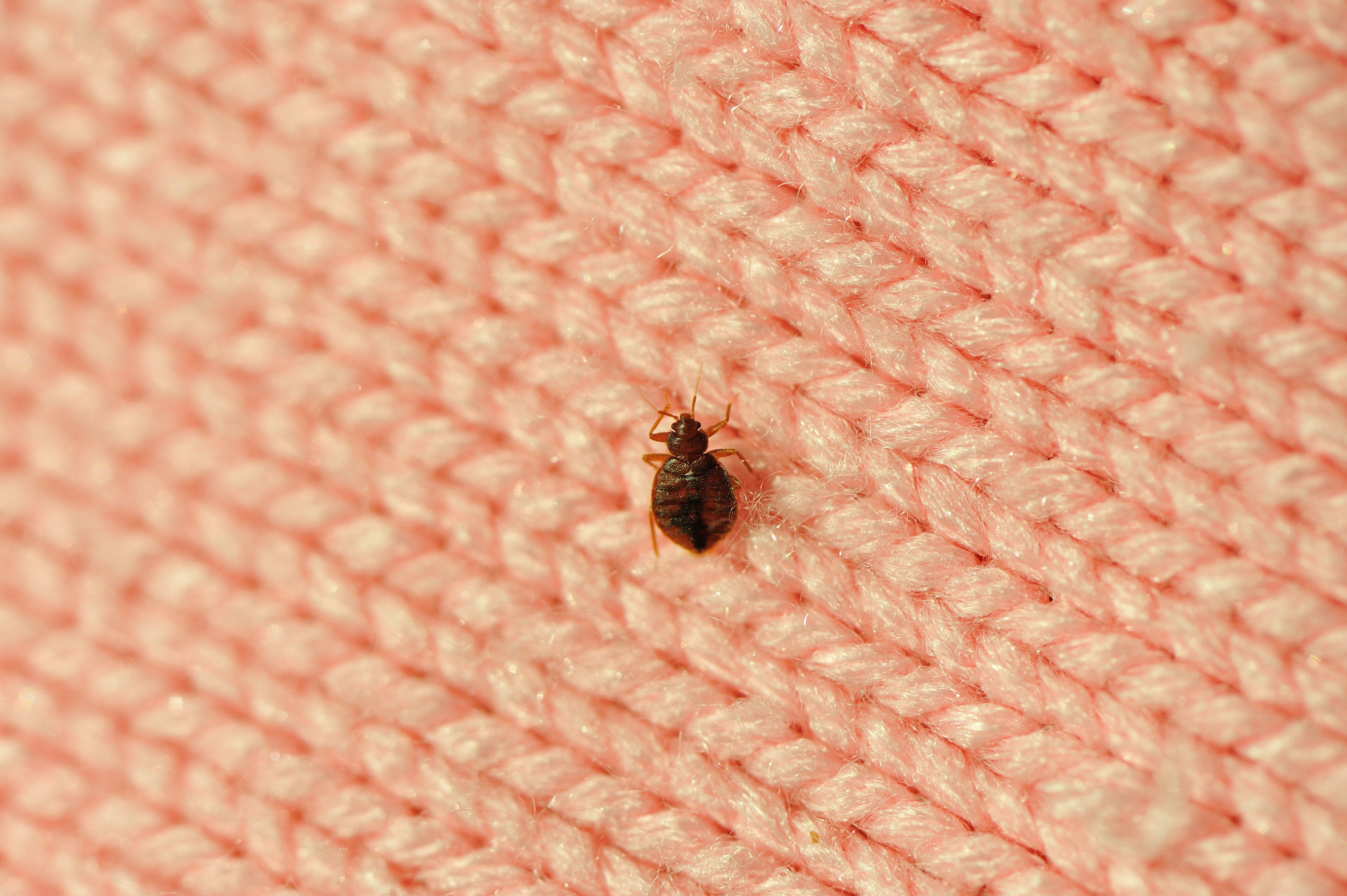 stuffed bed bug