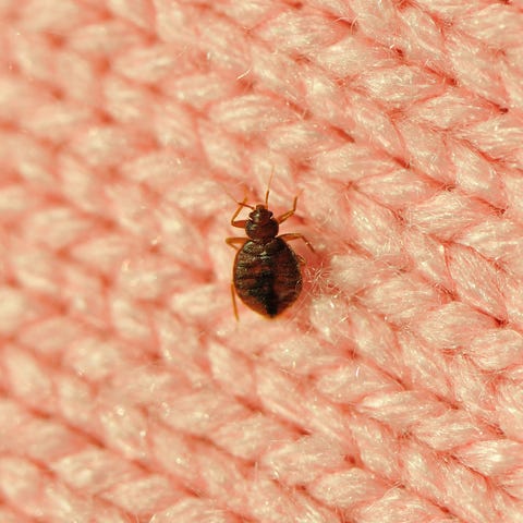 Bed Bug Canine Inspection