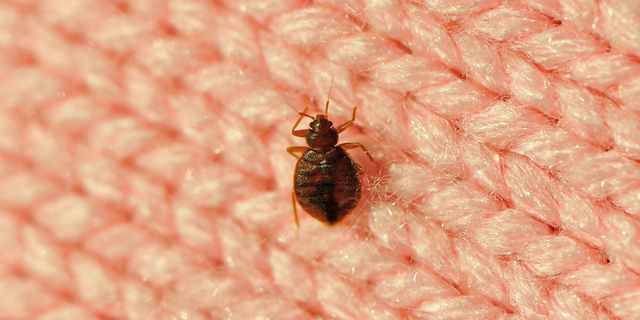 How To Get Rid Of Bed Bugs Step By, Does Bed Bugs Live In Blankets