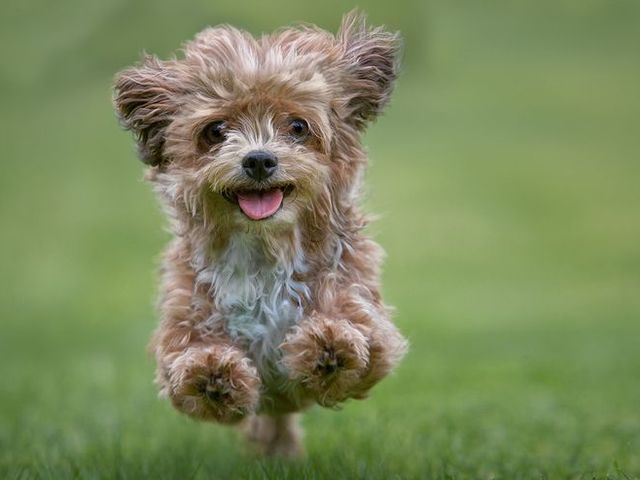 20 Best Hypoallergenic Dogs - Top Dog Breeds That Don't 