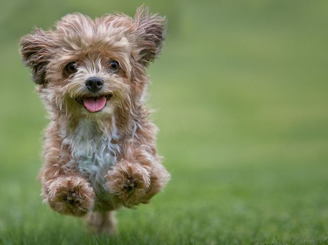 20 Best Hypoallergenic Dogs - Top Dog Breeds That Don't Shed Fur