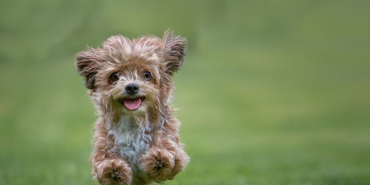 20 best hypoallergenic dogs - top dog breeds that don't