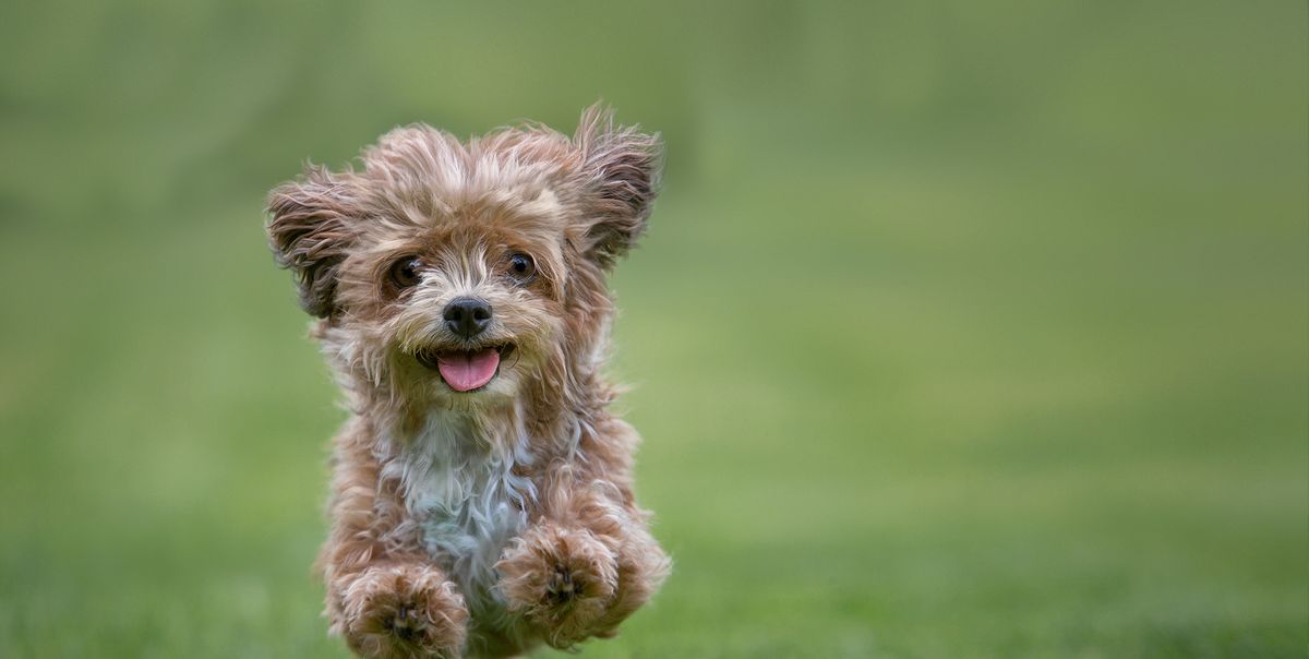 22 Best Hypoallergenic Dogs - Top Dog Breeds That Don't Shed Fur