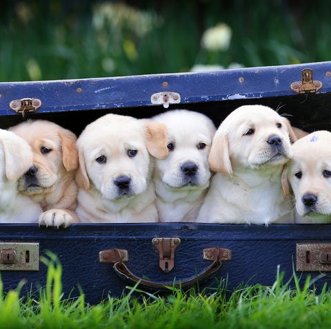 Cute Puppies Adorable