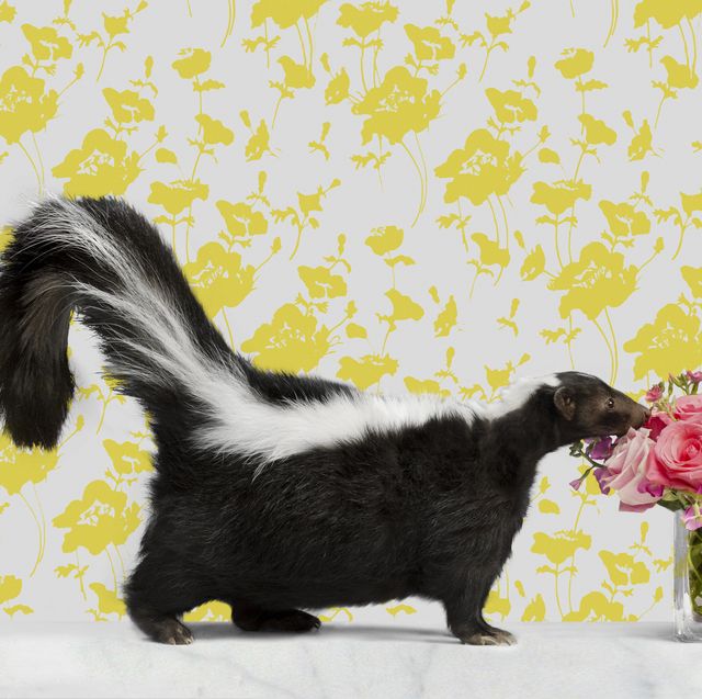 Skunk on Marble with Wallpaper smelling flowers