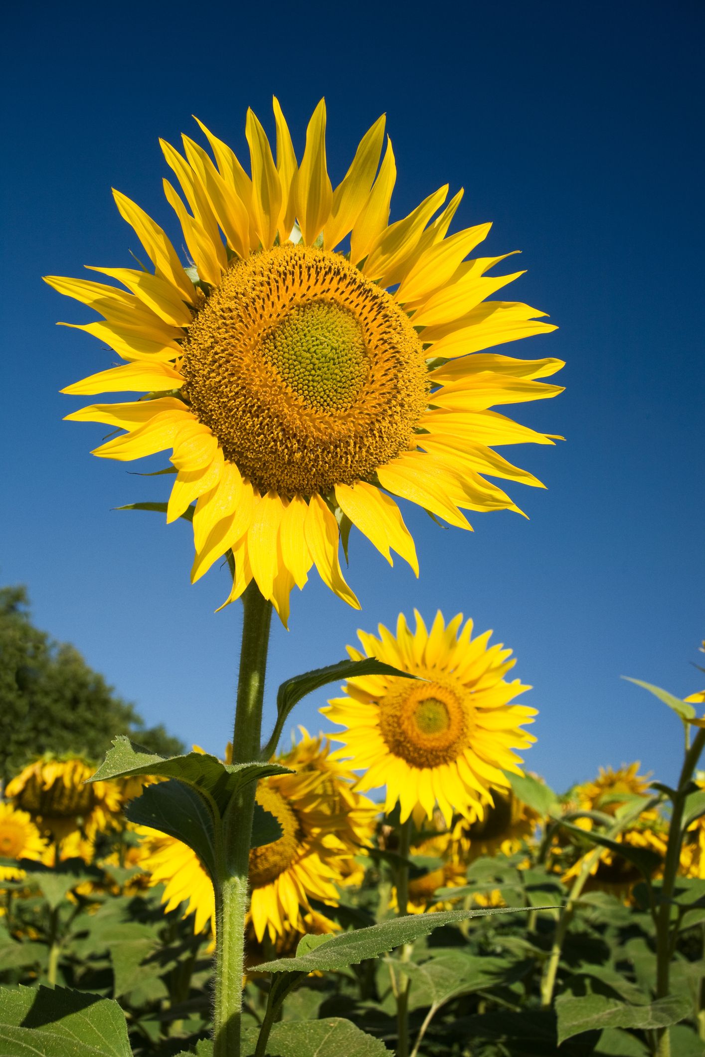 21 Different Types of Sunflowers   Sunflower Varieties To Plant