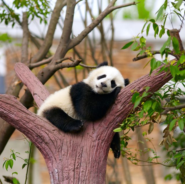 sleeping giant panda baby