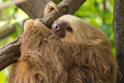 Fun Facts About Sloths — 14 Sloth Facts