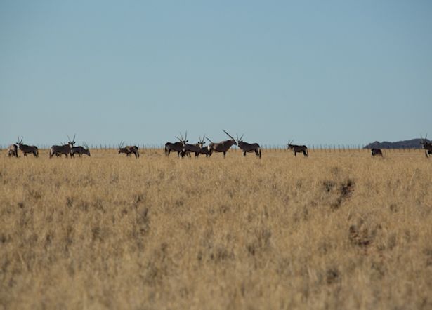 singletrack safari