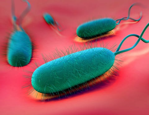 e coli în penis