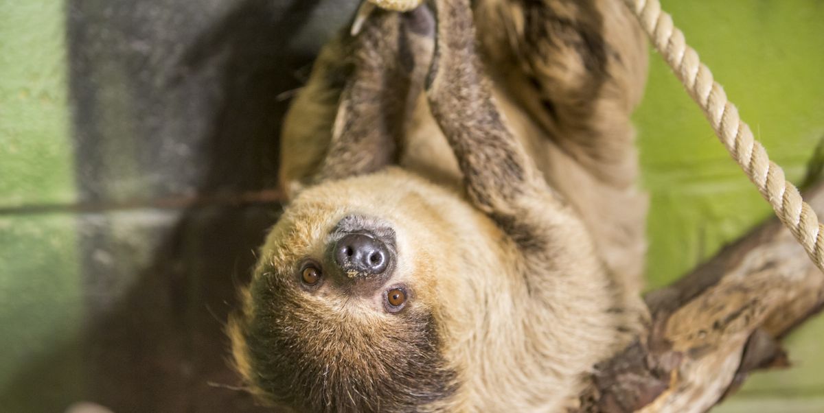 visit sloths uk