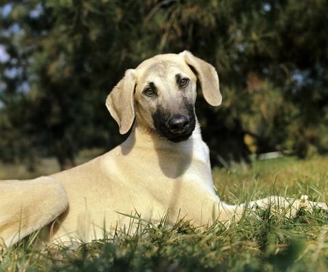 Sloughi dog, adult lying on grass
