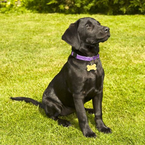 An attentive black Labrador puppy sits patiently on the grass.