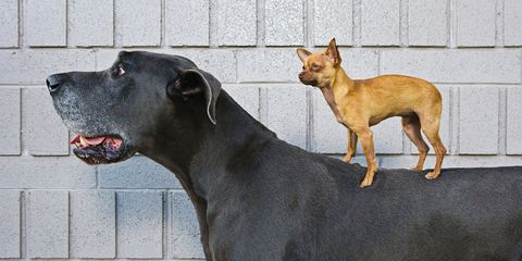 Small dog standing on big dog 