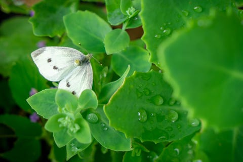 Small cabbage white butterfly small cabbage white butterfly