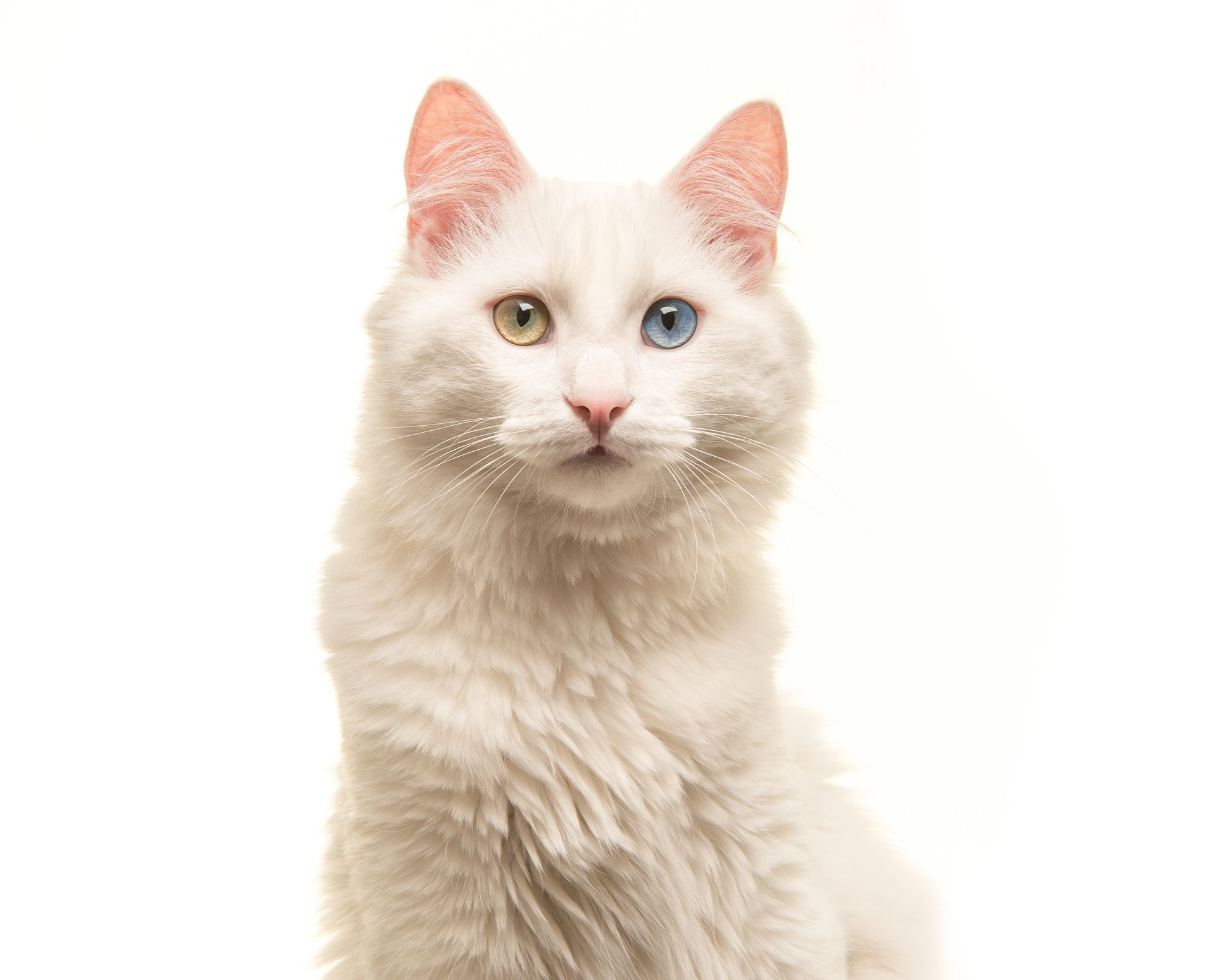 Ангорская кошка на белом фоне