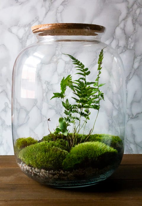 How To Make A Terrarium - Large Glass Terrarium Bowl How To Make A Terrarium - Large Glass Terrarium Bowl
