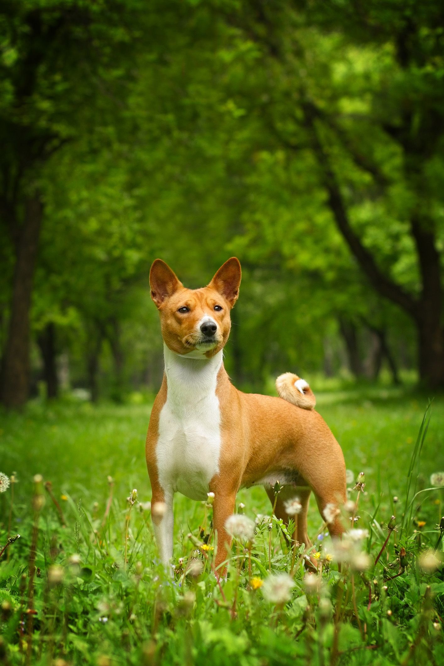 cool small dog breeds
