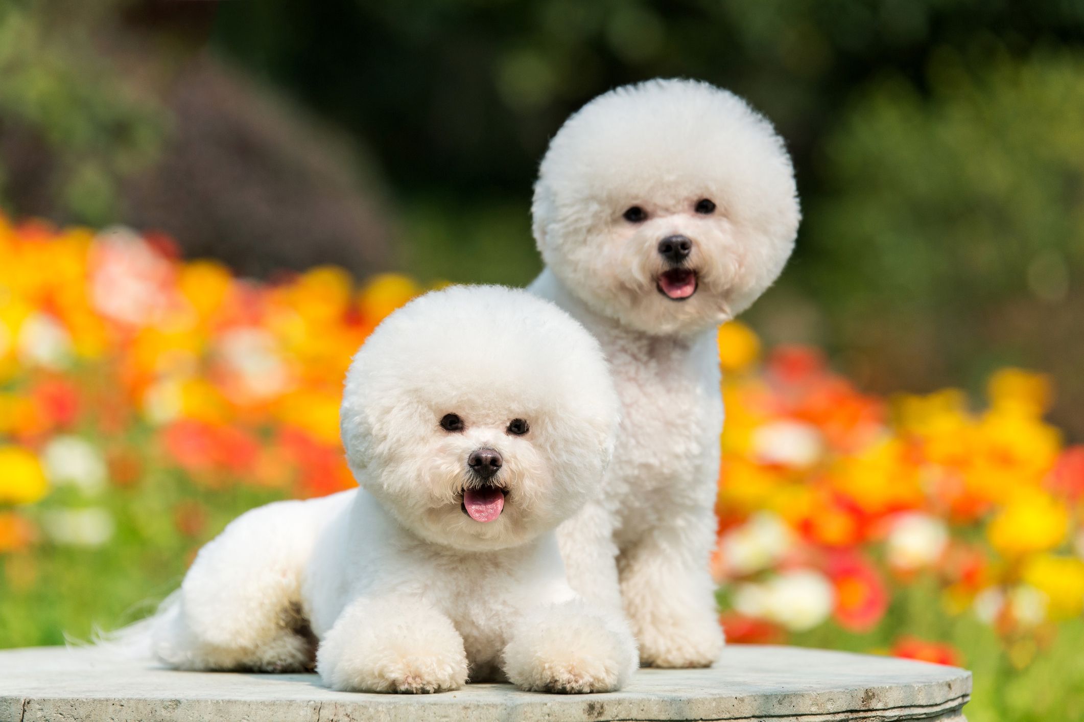 cute dogs that dont grow