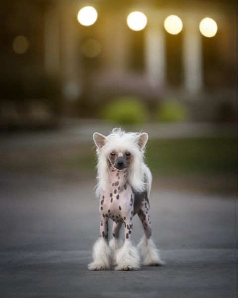small dog breeds chinese crested