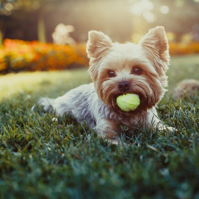 25 Best Small Dog Breeds — The Most Popular Small Dogs