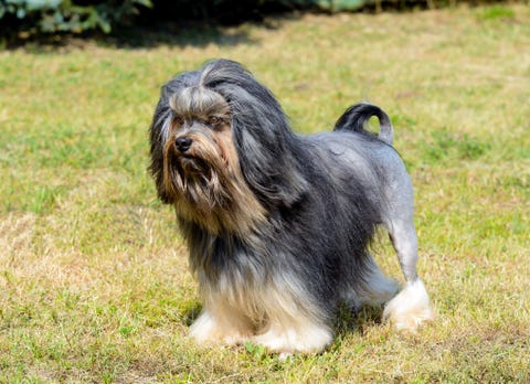 40 Best Small Dog Breeds — Popular Toy Dog Breeds for Tiny Spaces