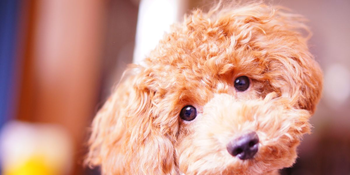 33 Best Small Dog Breeds The Most Popular Small Dogs