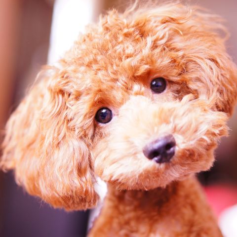45 Best Small Dog Breeds — Popular Toy Dog Breeds for Tiny Spaces