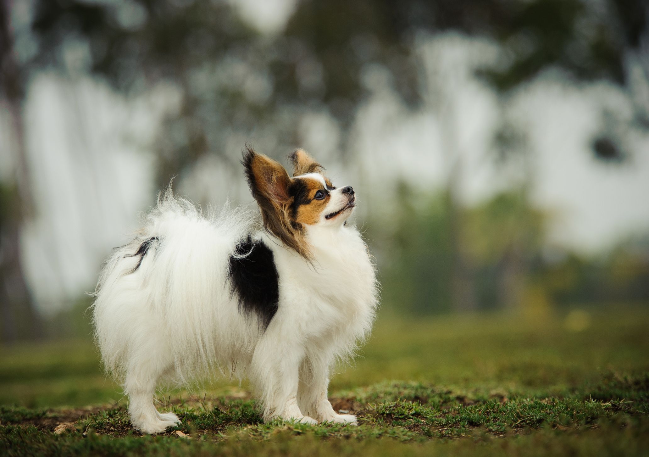 best small companion dogs