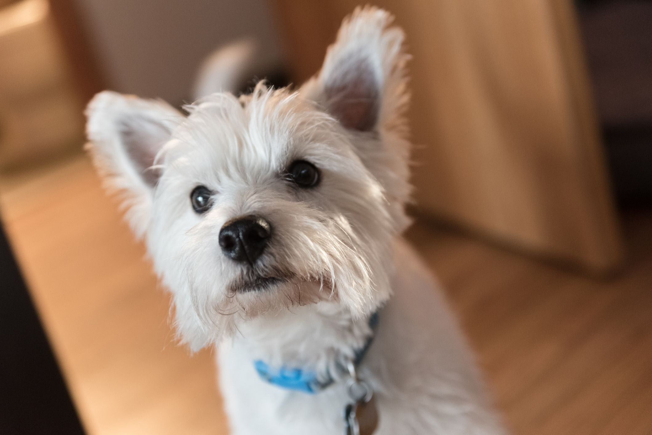 small terrier breeds