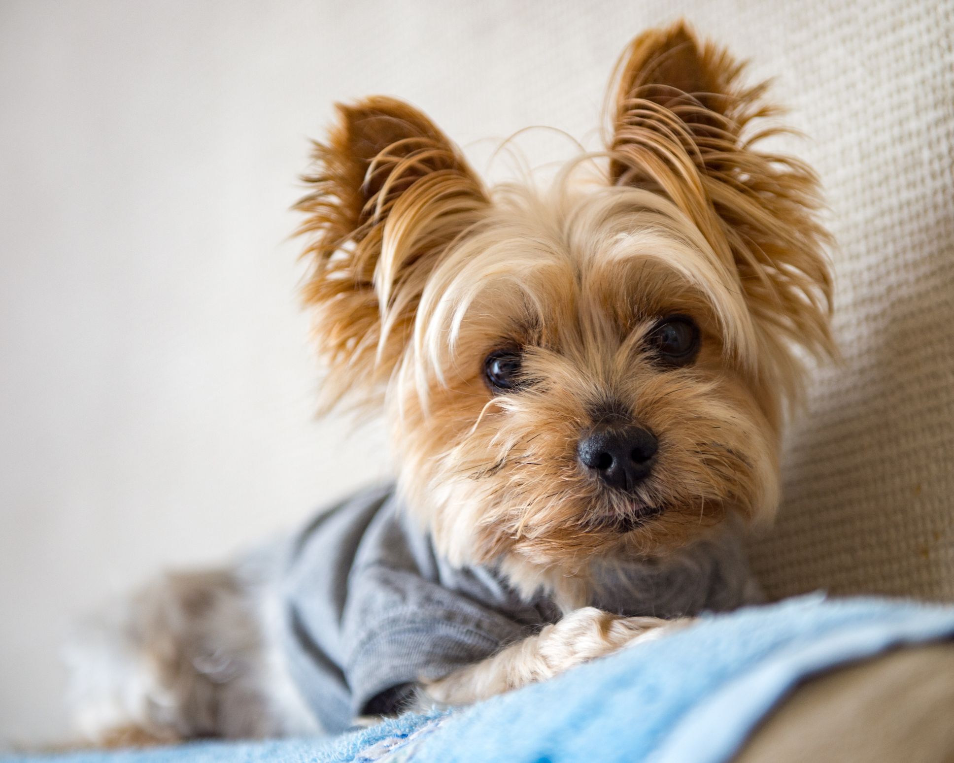 25 Best Small Dog Breeds — The Most 