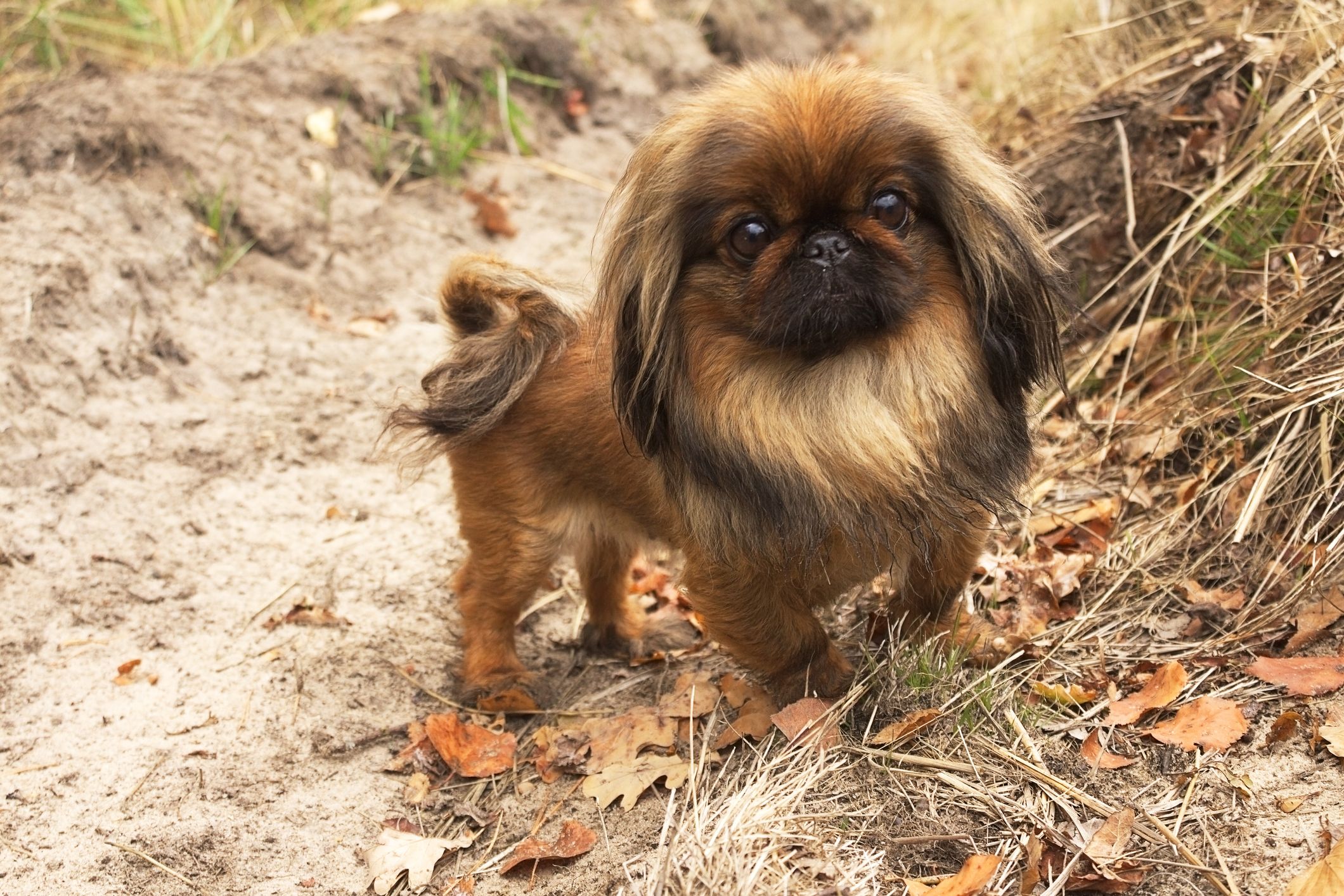 20 Most Popular Dog Breeds From Your Childhood Popular Dog