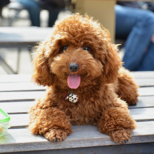small-dogs-toy-poodle