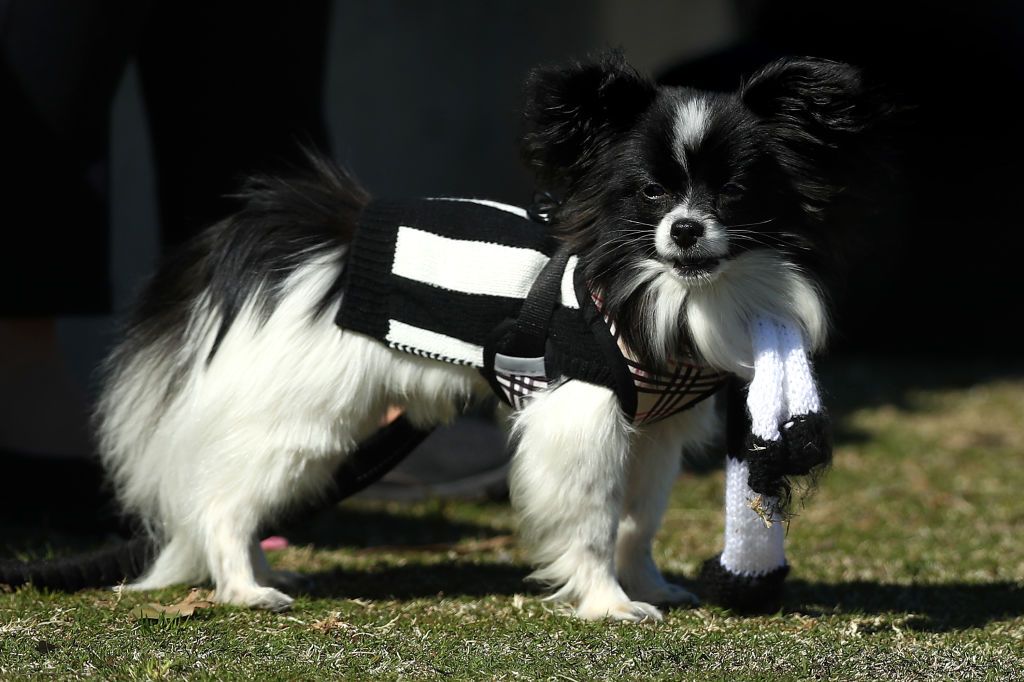 small black and white puppy breeds