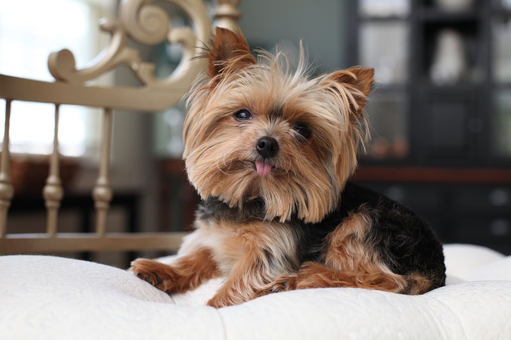 small brown fluffy dog