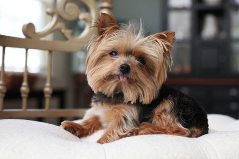 15 Small Fluffy Dog Breeds - Best Small Dogs for Families and Apartments