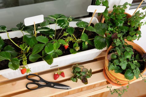 Small garden built on the balcony in the apartment