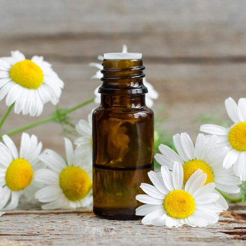 Small glass bottle with essential roman chamomile oil on the old wooden background. Chamomile flowers, close up. Aromatherapy, spa and herbal medicine ingredients. Copy space.