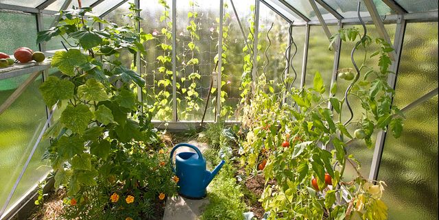 How to Build a Greenhouse | DIY Greenhouse