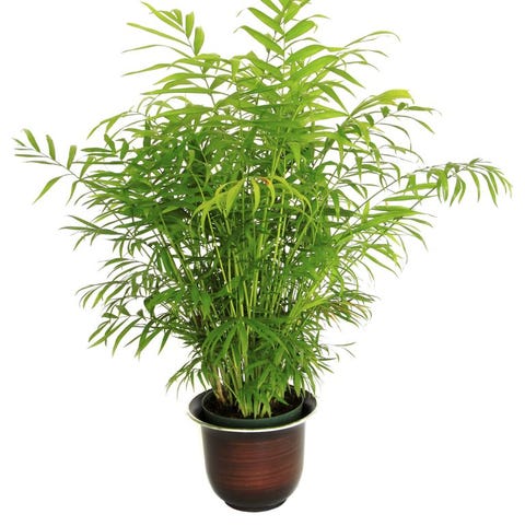 small potted bamboo palm isolated on white