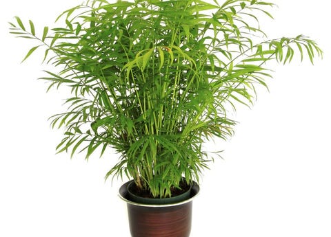 pic House Plants That Help Clean The Air 12 best air purifying plants