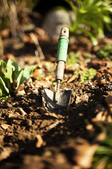 small spade in the ground just after digging a hole