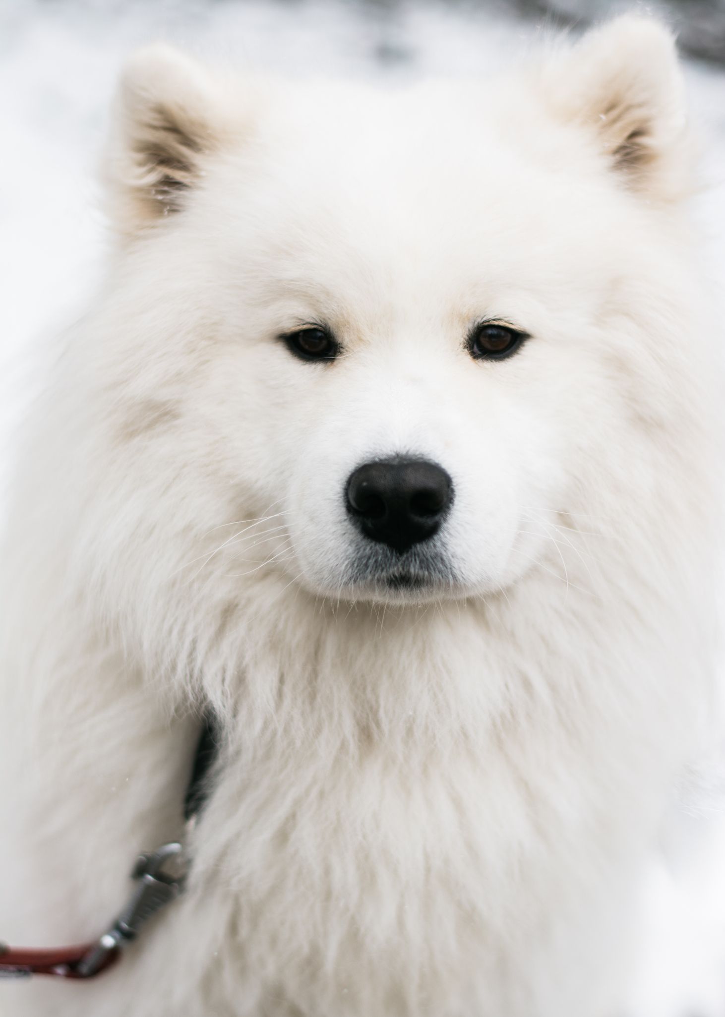 samoyed dog small white dogs