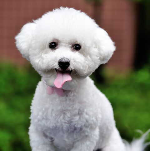small white dog breeds Bichon frise